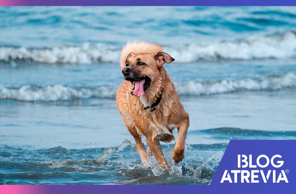 precauciones para llevar a tu perro a la playa atrevia
