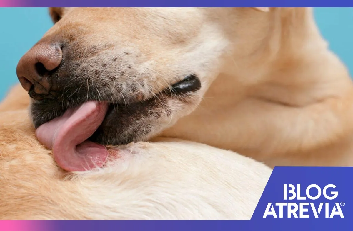 cómo identificar alergias en perros