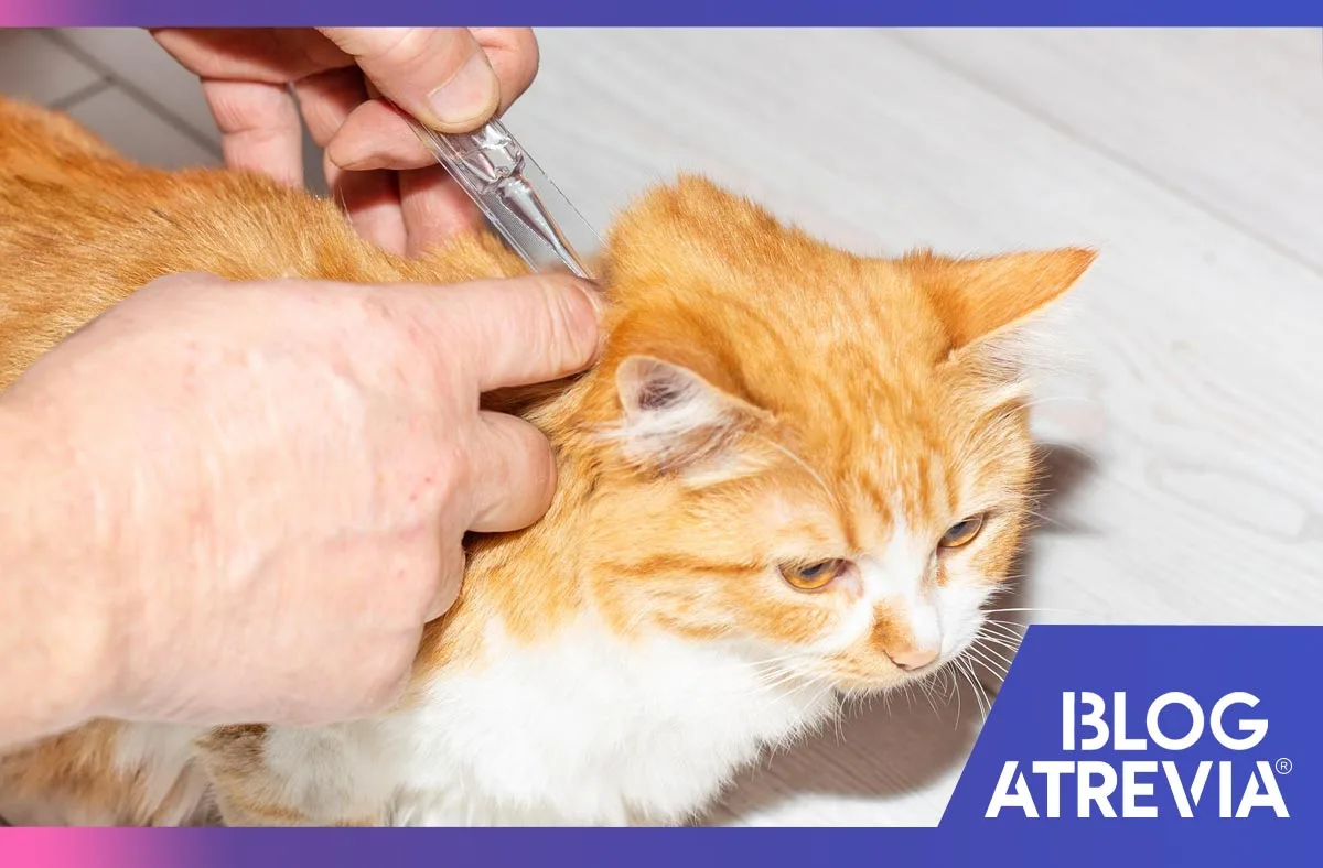 pipetas antipulgas para gatos protección perfecta