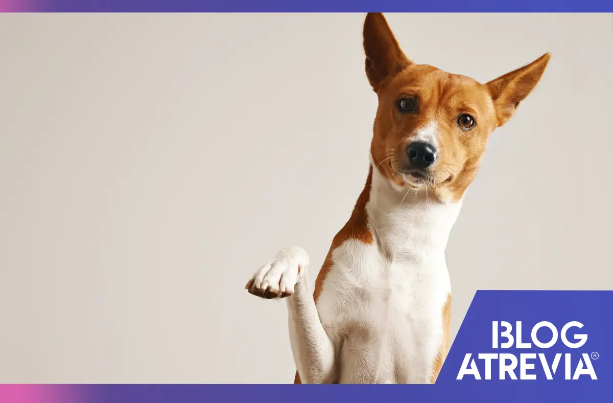 Anti ácaros para perros: Cada cuánto aplicarlo
