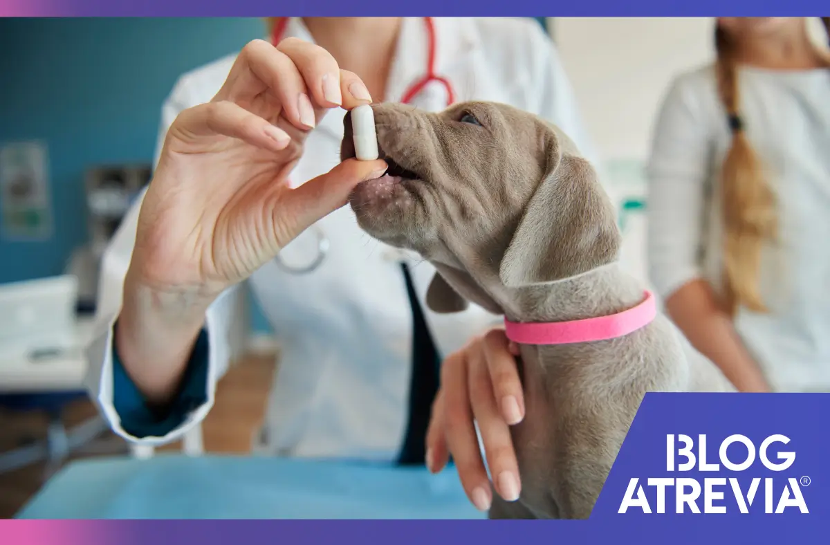 Medicamentos para perros: Efectos secundarios